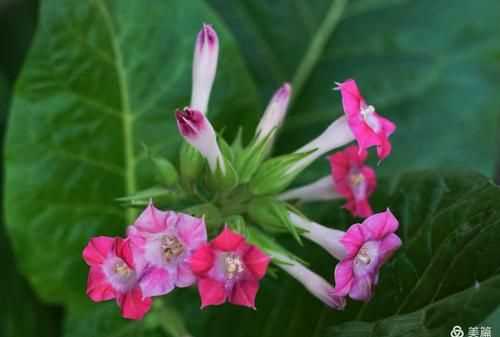 “下午三點(diǎn)，萬壽菊欣然怒放;傍晚六點(diǎn)，煙草花在暮色中蘇醒……”仿寫句子怎么寫
