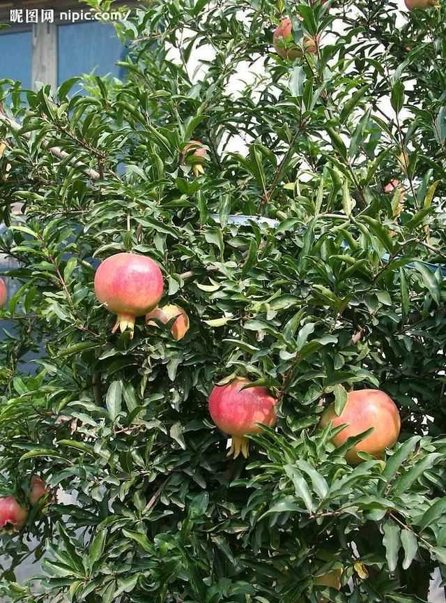 石榴籽有黑點能吃嗎，紅籽石榴怎么判斷好壞？圖2