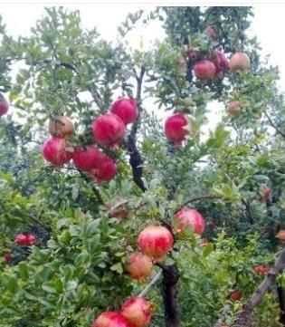 石榴籽有黑點能吃嗎，紅籽石榴怎么判斷好壞？圖3