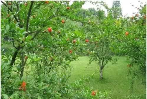 石榴籽有黑點能吃嗎，紅籽石榴怎么判斷好壞？圖4