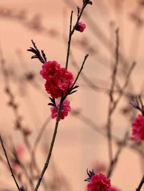 百般紅紫斗芳菲的上一句是什么 有關百般紅紫斗芳菲的上一句介紹