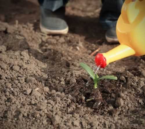 什么是見干見濕的澆水方法