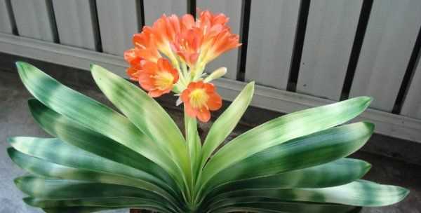 怎么判斷見干見濕,見干見濕和間干間濕有什么區(qū)別圖6