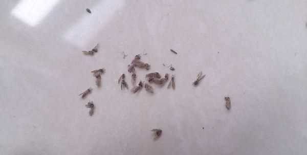 家里有小飛蟲(chóng)怎么處理掉