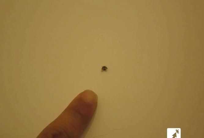 家里有小飛蟲(chóng)怎么根除 教你6個(gè)方法視頻