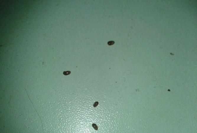 家里有小飛蟲(chóng)怎么消滅小竅門(mén)