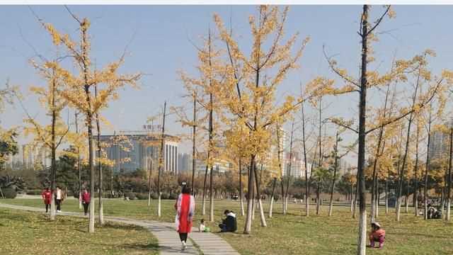 中國的國樹，中國的國樹，國花，國獸，國球是什么？圖3