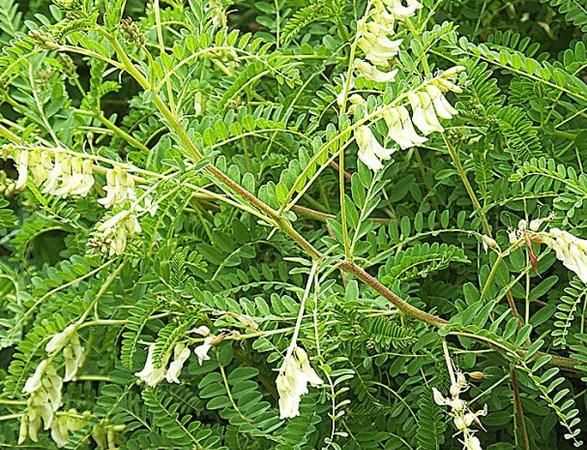 中國黃芪產(chǎn)地哪里最好