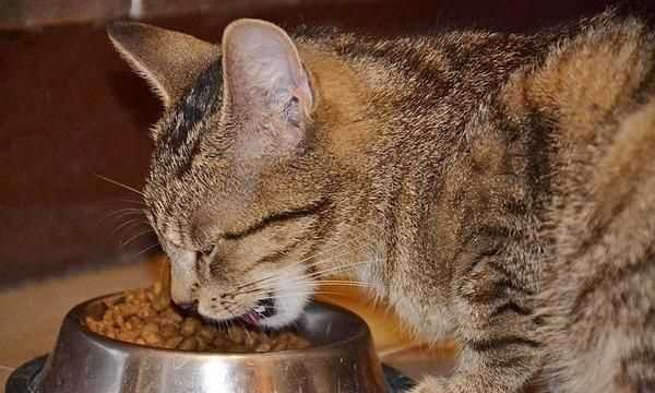 梭子蟹和桃子能一起吃嗎，貓不能吃的食物有哪些？圖2