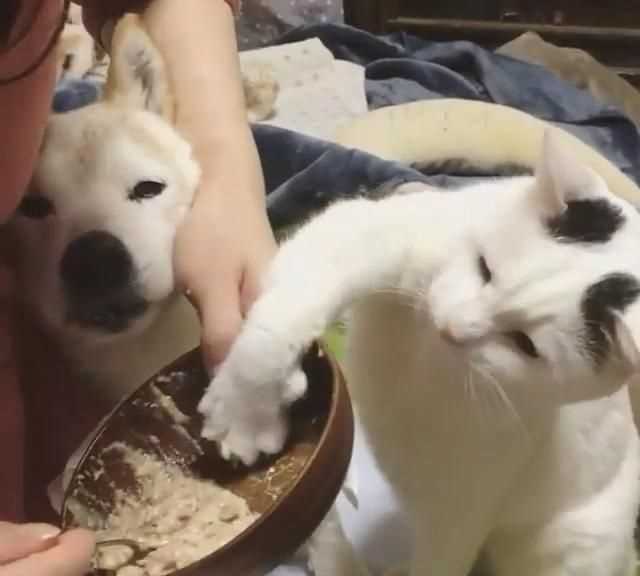 梭子蟹和桃子能一起吃嗎，貓不能吃的食物有哪些？圖4
