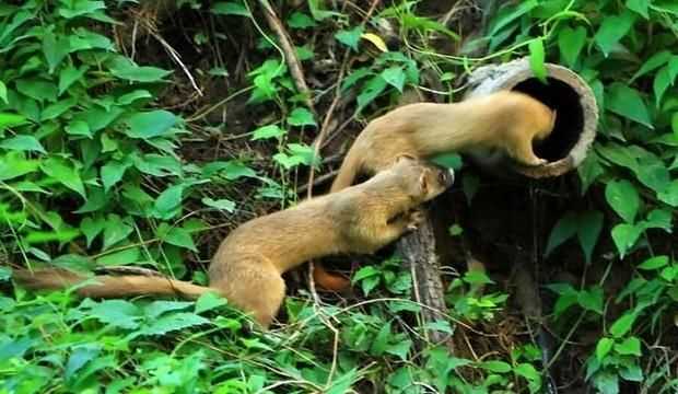 黃鼠狼吃老鼠嗎，黃鼠狼喜歡死老鼠嗎？圖4