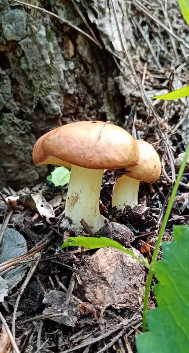 松茸生長在什么地方，北松茸生長在什么地方？圖3