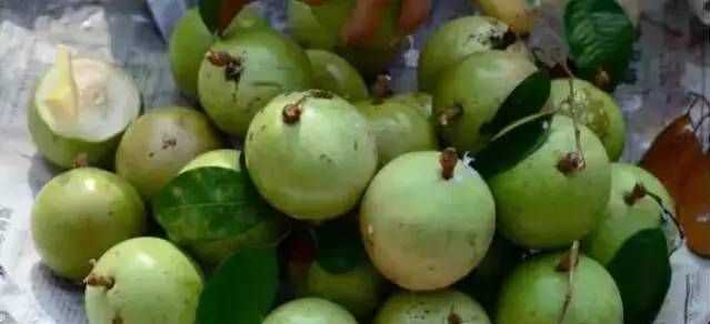 牛奶果的功效與作用及食用方法