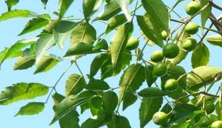 夏季豬圈驅(qū)蚊最佳方法，夏季豬舍驅(qū)蠅方法？圖3