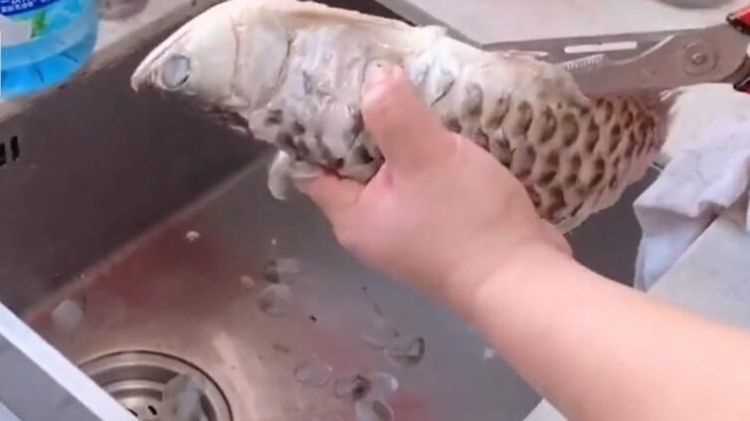 龍魚(yú)怎么做好吃 龍魚(yú)的做法視頻