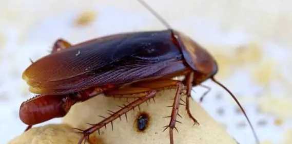 蟑螂踩死繁殖更快,踩死蟑螂會(huì)產(chǎn)生更多嗎圖2