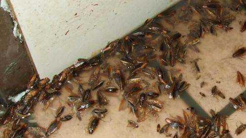 蟑螂踩死繁殖更快,踩死蟑螂會(huì)產(chǎn)生更多嗎圖4