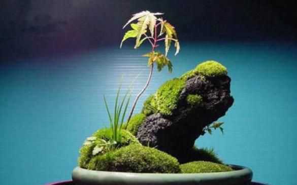 水泥地上的青苔怎么永久清除，水泥地上的青苔怎么消除？圖1
