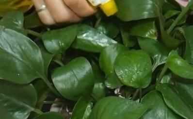 蒜頭發(fā)芽了還能吃嗎，蒜米生芽了還能吃嗎？圖4