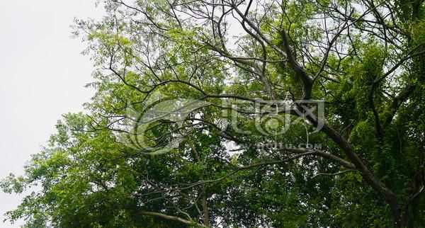 樹(shù)梢在樹(shù)的什么位置