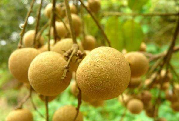 儲(chǔ)良和石硤最大的區(qū)別,石硤龍眼和儲(chǔ)良龍眼的區(qū)別是什么圖10