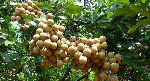 儲(chǔ)良和石硤最大的區(qū)別,石硤龍眼和儲(chǔ)良龍眼的區(qū)別是什么圖11