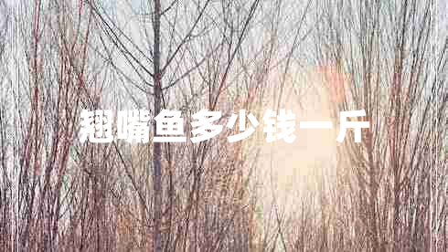 翹嘴魚多少錢一斤