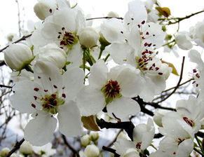 路邊的梨很酸的典故