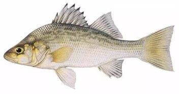 炸鱸魚典故