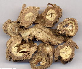 獨活和當歸鑒別,獨活和當歸的主要區(qū)別,獨活與當歸味道的區(qū)別