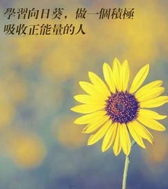 網(wǎng)絡(luò)詞語(yǔ)句子(正能量)