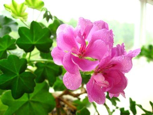 發(fā)圈正能量的句子簡短早晨