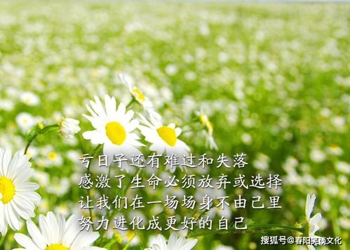 二十句正能量句子句句陽(yáng)光勵(lì)志