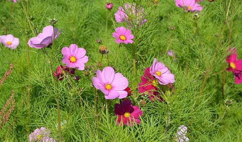 好好學(xué)技術(shù)正能量句子