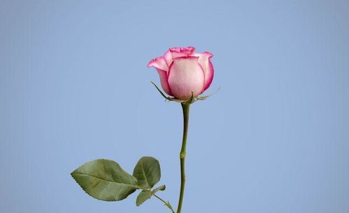 正能量快手句子唯美