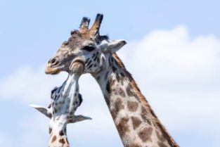 長(zhǎng)頸鹿的正能量句子