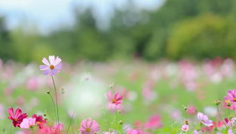 關(guān)于努力工作正能量的句子大全,健康正能量的句子大全,春天正能量的句子大全