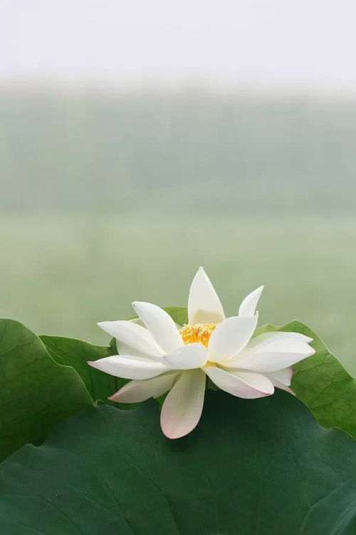 關于踏實做事的正能量句子
