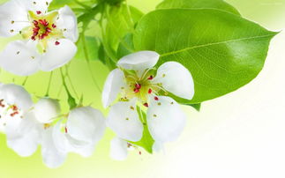 春暖花開正能量量句子