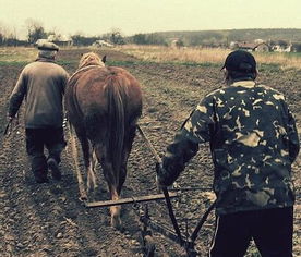 農(nóng)民種植合作社會(huì)計(jì)科目