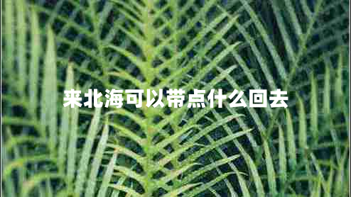 來北?？梢詭c(diǎn)什么回去
