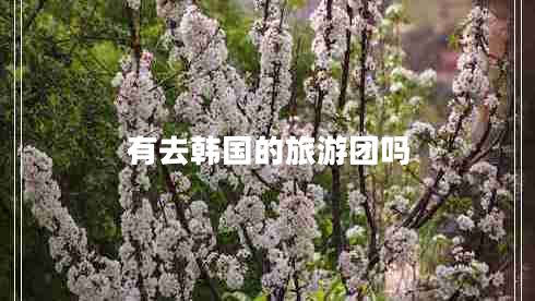 有去韓國(guó)的旅游團(tuán)嗎