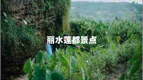 麗水蓮都景點