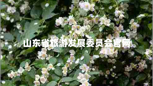 山東省旅游發(fā)展委員會官網(wǎng)