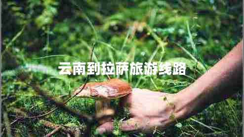 云南到拉薩旅游線(xiàn)路