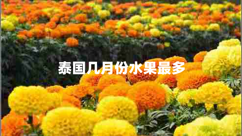 泰國(guó)幾月份水果最多 泰國(guó)幾月份水果最多