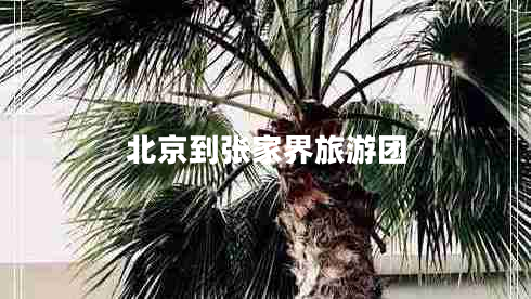北京到張家界旅游團(tuán)
