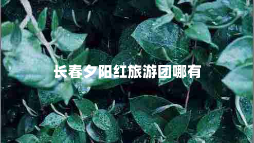 長(zhǎng)春夕陽紅旅游團(tuán)哪有