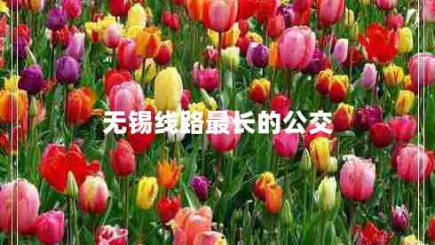 無錫線路最長的公交