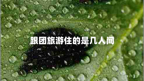 跟團旅游住的是幾人間